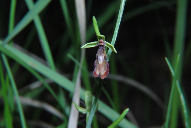 Ophrys